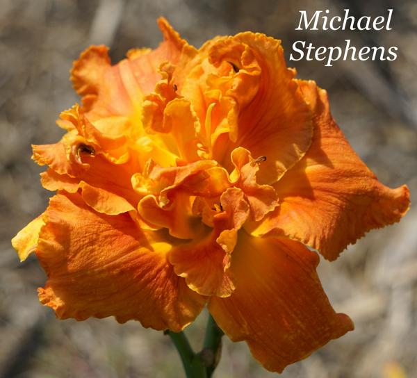 Michael Stephens2