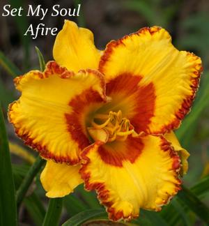 Set My Soul Afire