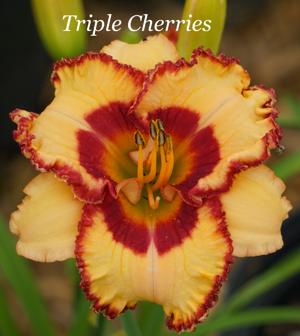 Triple Cherries