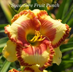 Sycamore Fruit Punch