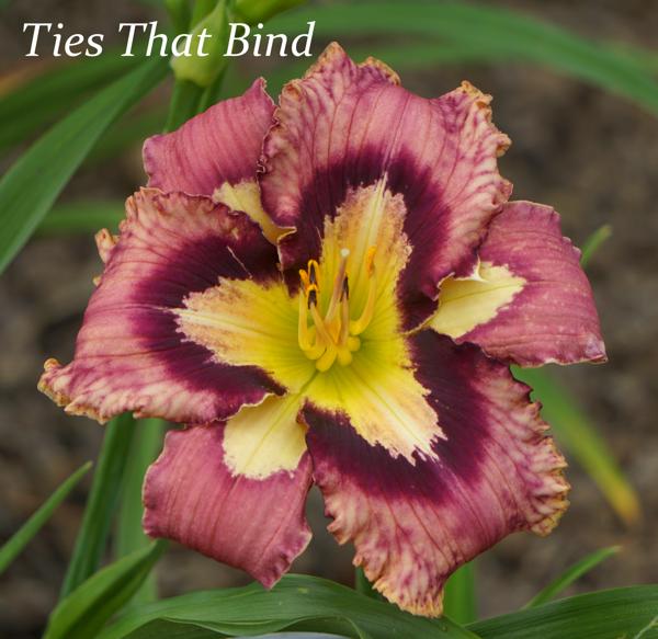 Ties That Bind2
