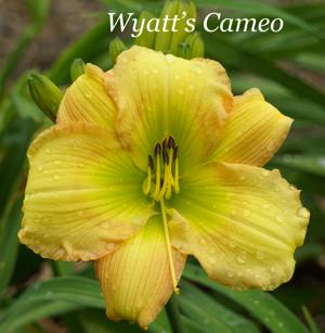 Wyatt's Cameo