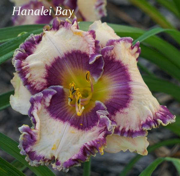 Hanalei Bay2