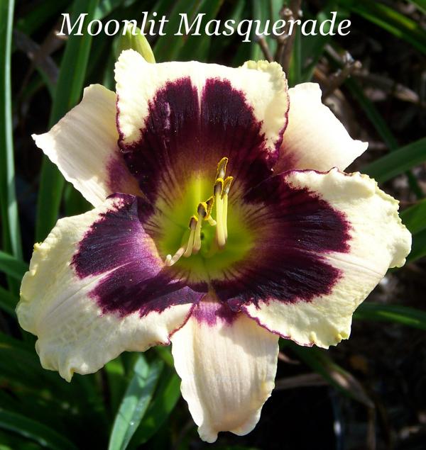 Moonlit Masquerade