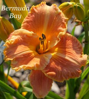 Bermuda Bay