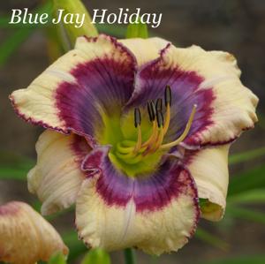 Blue Jay Holiday