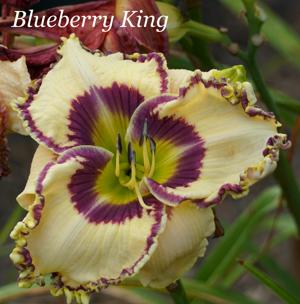 Blueberry King