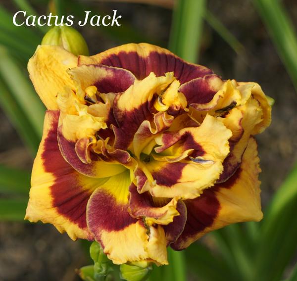 Cactus Jack2