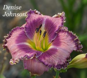 Denise Johnson