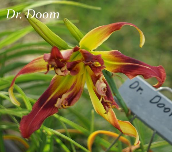 Dr. Doom