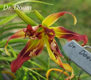 Dr Doom