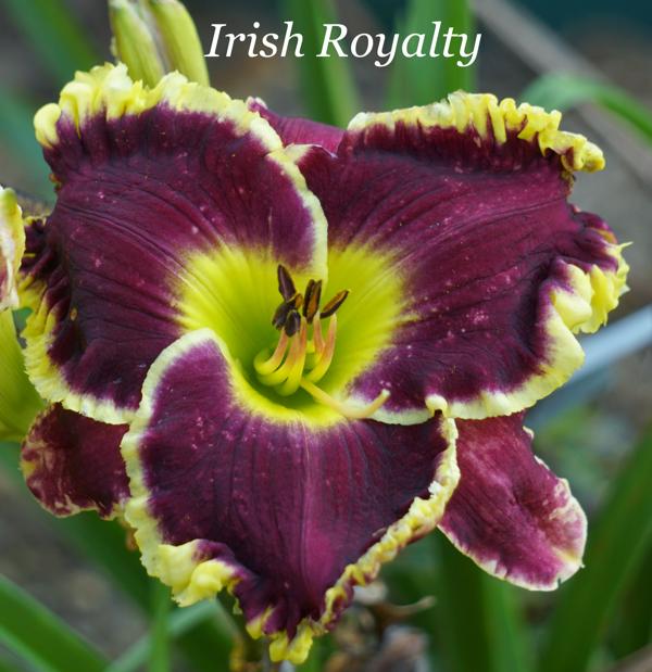 Irish Royalty