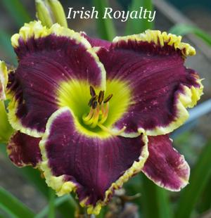 Irish Royalty