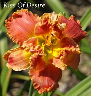 Kiss Of Desire