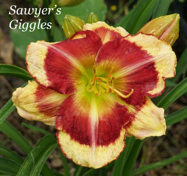 Sawyer's Giggles2
