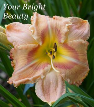 Your Bright Beauty