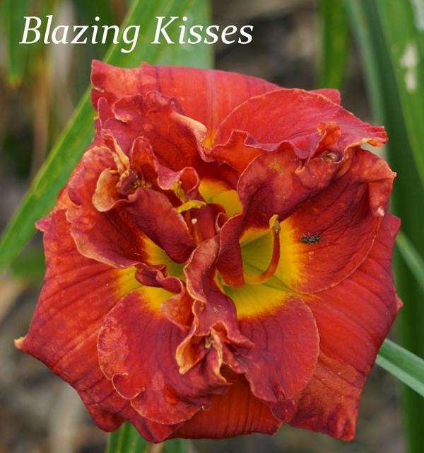 Blazing Kisses 001