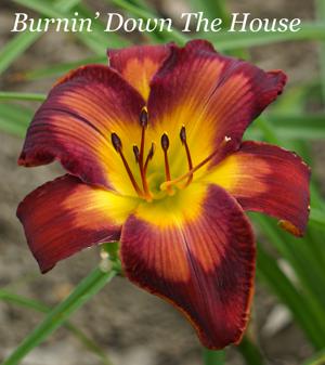 Burnin' Down The House