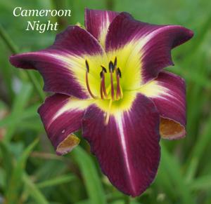 Cameroon Night