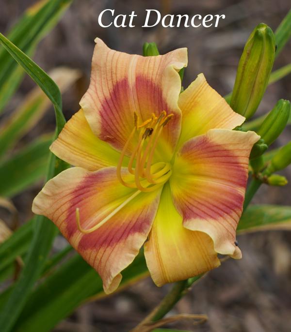 Cat Dancer