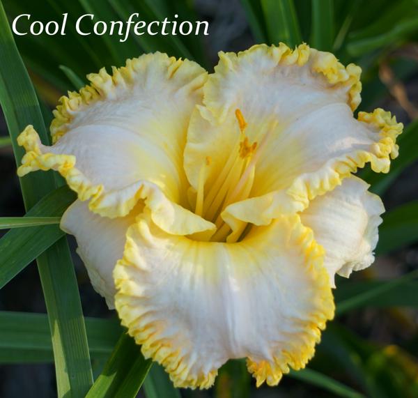 Cool Confection2