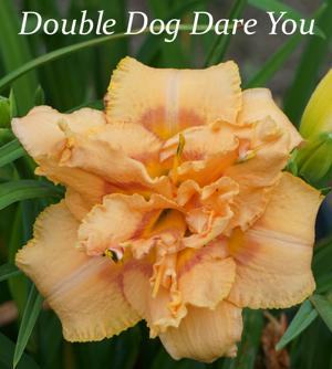 Double Dog Dare You
