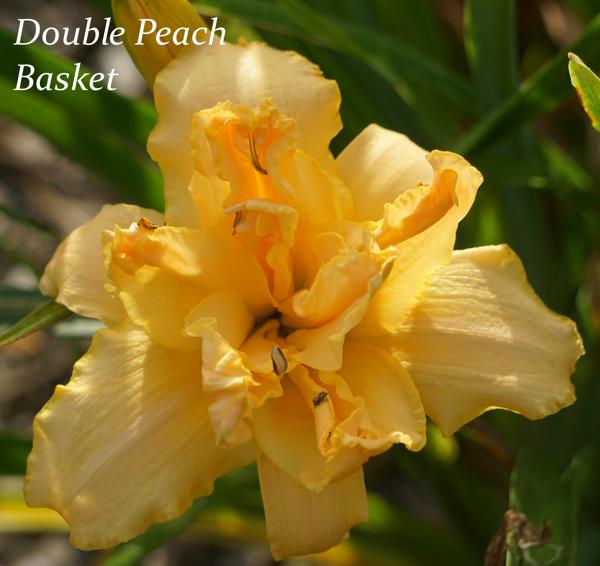 Double Peach Basket