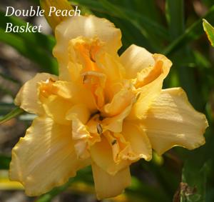 Double Peach Basket