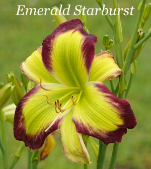 Emerald Starburst