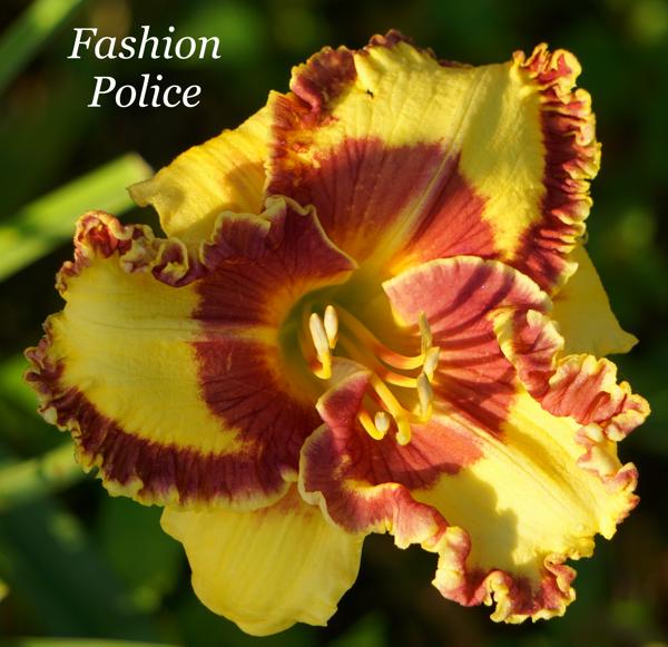 Fashion Police2