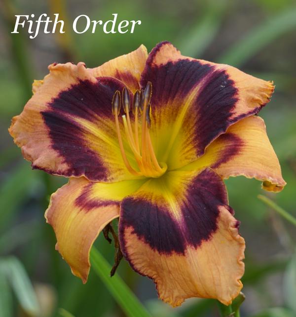Fifth Order