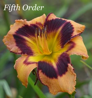Fifth Order