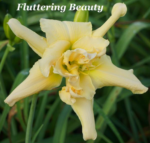 Fluttering Beauty2