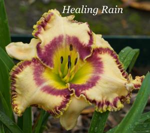 Healing Rain