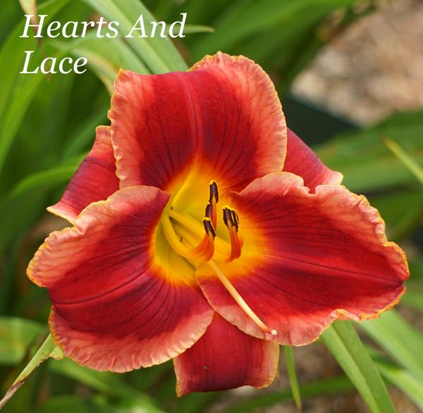 Hearts and Lace