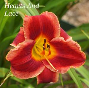 Hearts And Lace