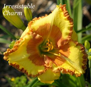 Irresistable Charm