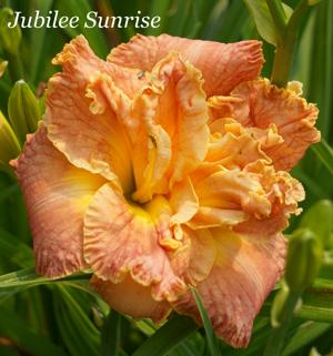 Jubilee Sunrise