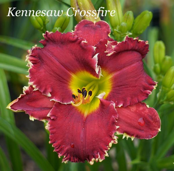 Kennesaw Crossfire
