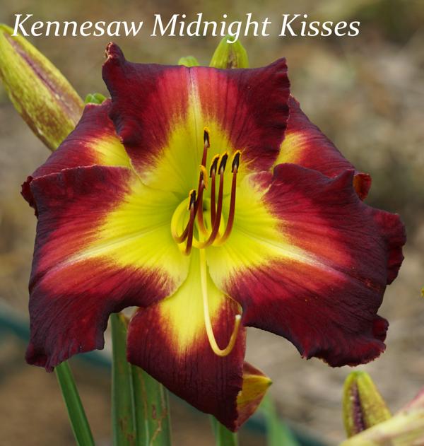 Kennesaw Midnight Kisses