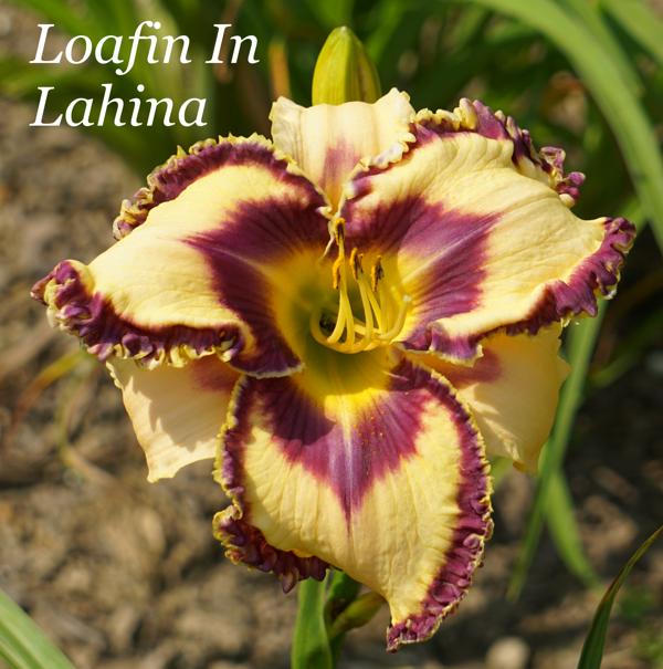 Loafin In Lahina2
