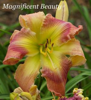 Magnificent Beauty