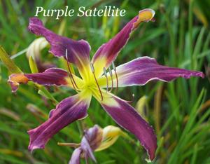 Purple Satellite