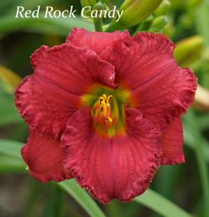 Red Rock Candy
