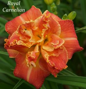 Royal Carnelian
