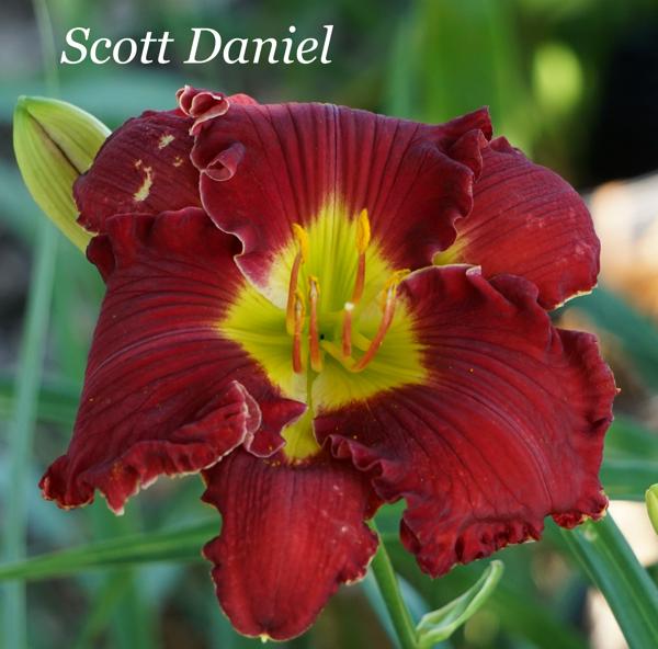 Scott Daniel2