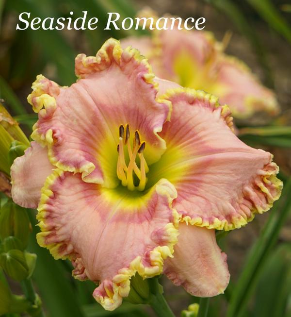 Seaside Romance2