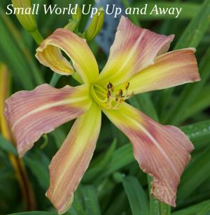 Small World Up, Up And Away