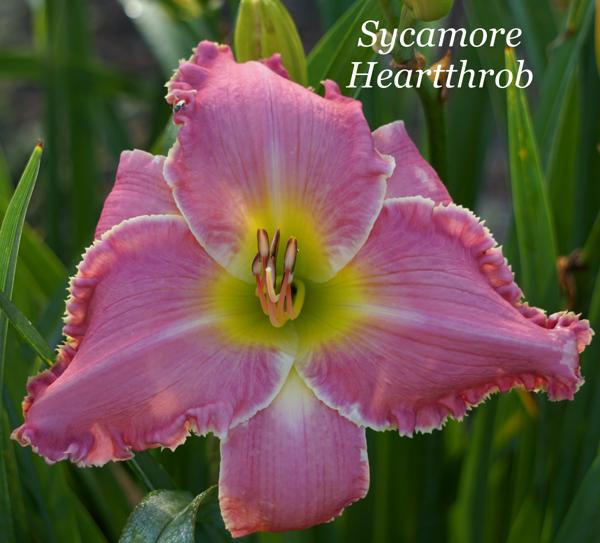 Sycamore Heartthrob