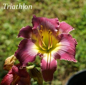 Triathlon